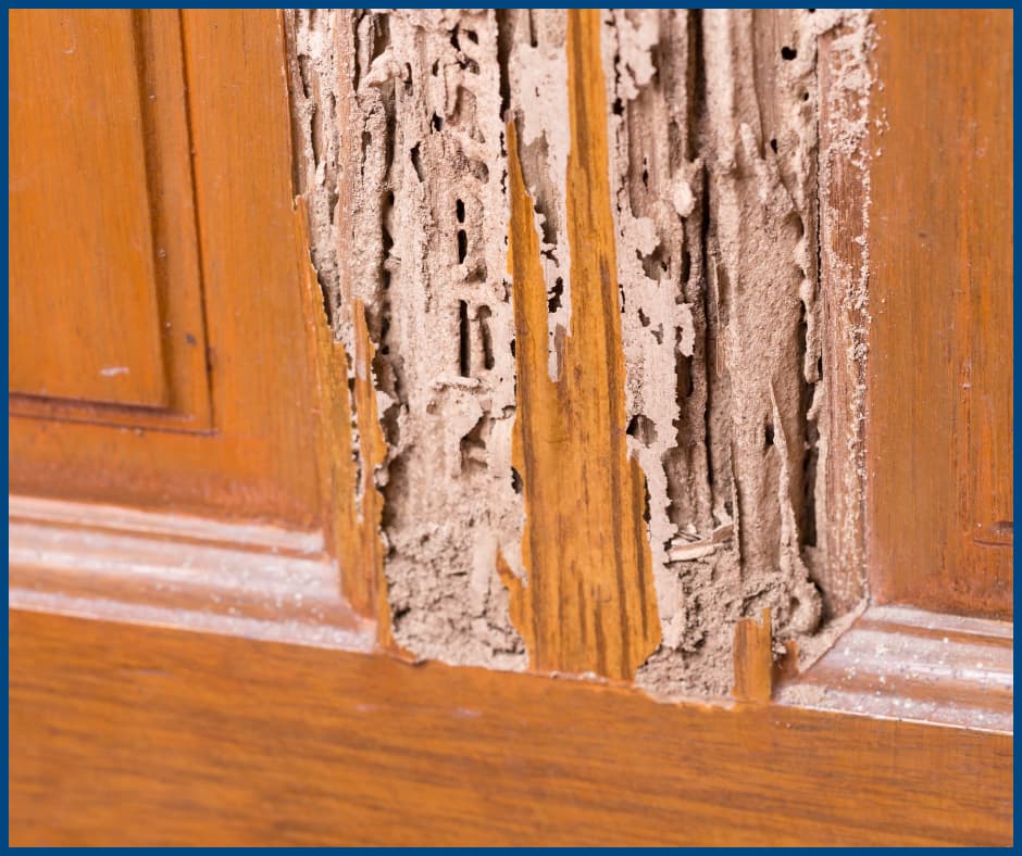 Common Issues in Older Homes- Termite Damage
