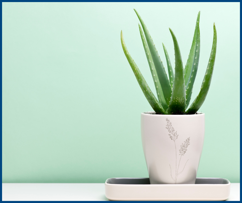 Stay cool at home- Aloe Vera