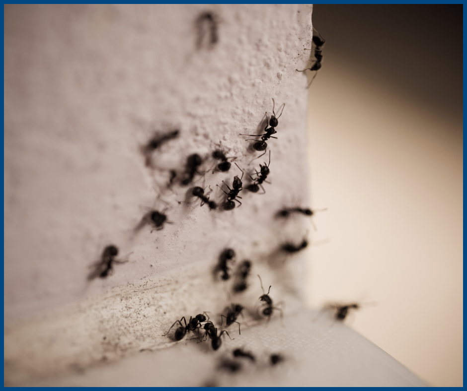 Carpenter Ants what warm weather uncovers in a home- Carpenter Ants